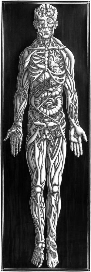 Anatomy
